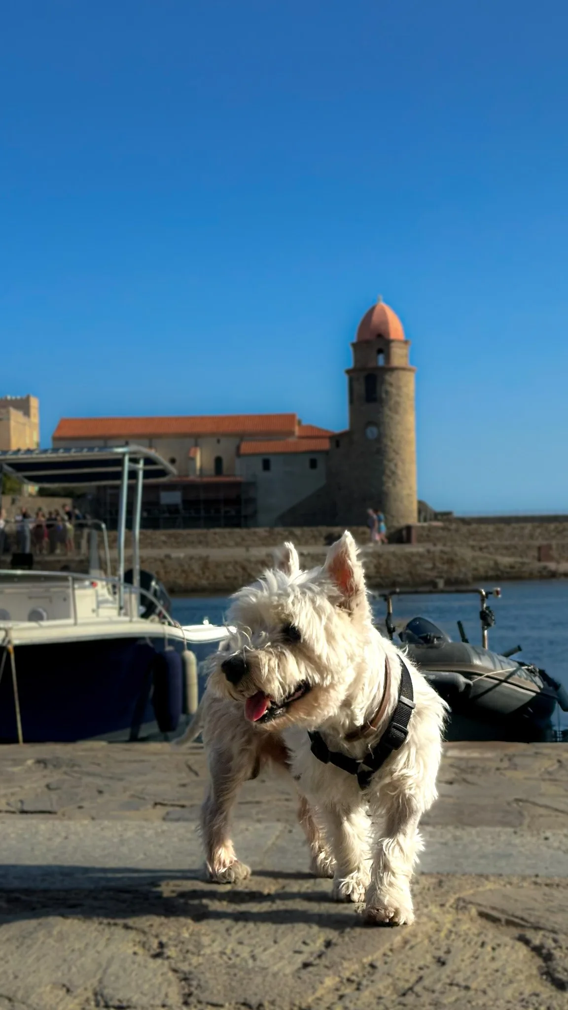 venir-avec-son-chien-a-collioure