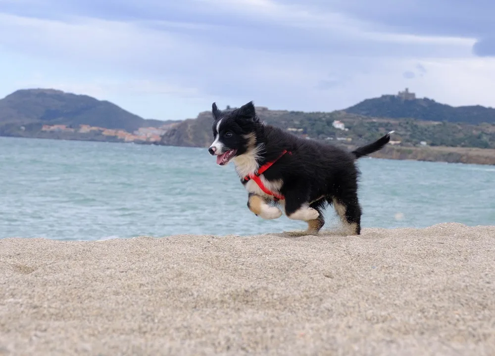 venir-avec-son-chien-a-collioure-2