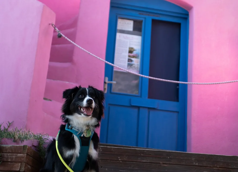 venir-avec-son-chien-a-collioure--