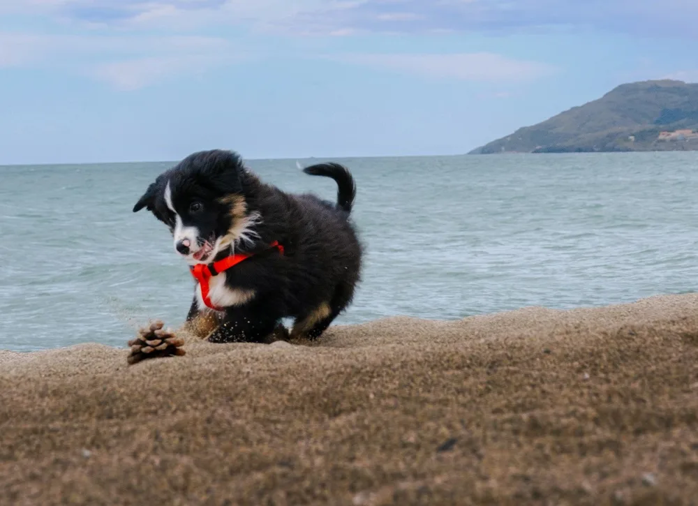 venir-avec-son-chien-a-collioure-3