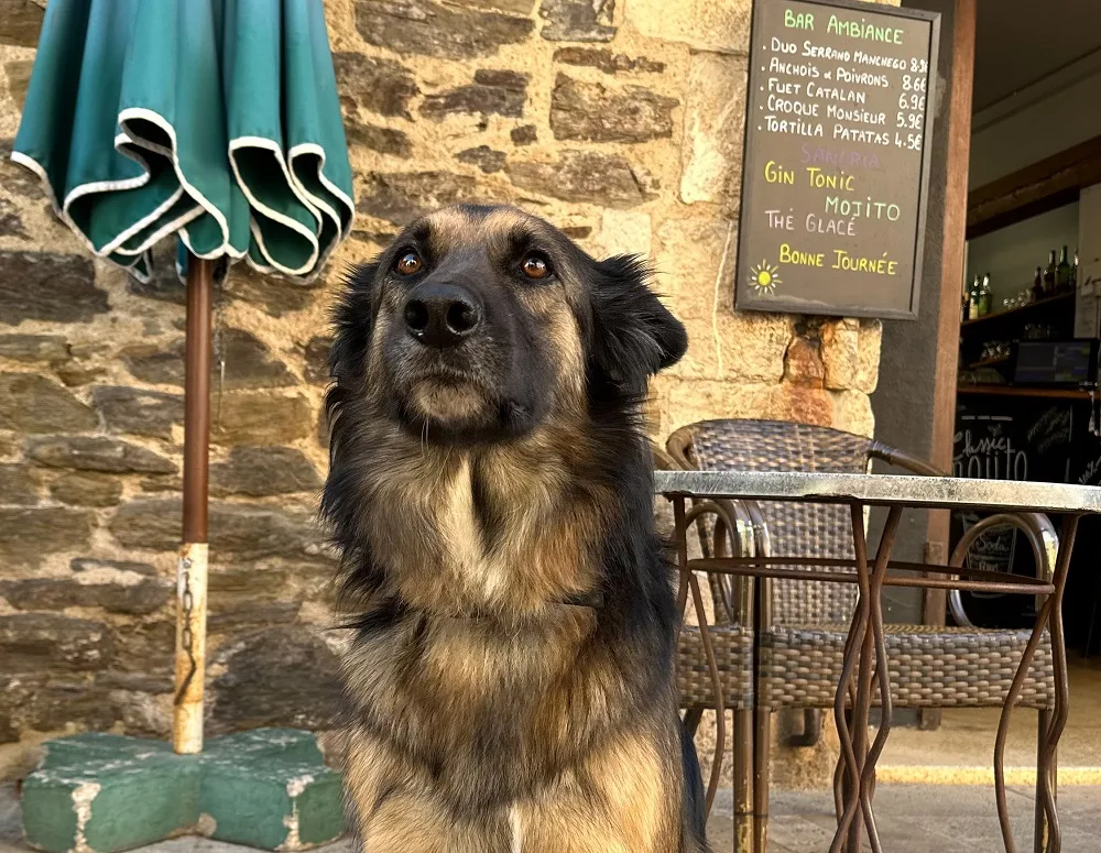 venir-avec-son-chien-a-collioure-5