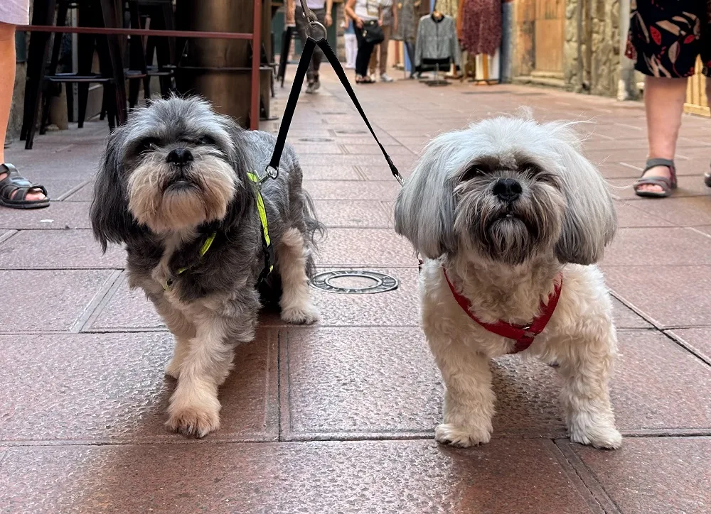 venir-avec-son-chien-a-collioure-6