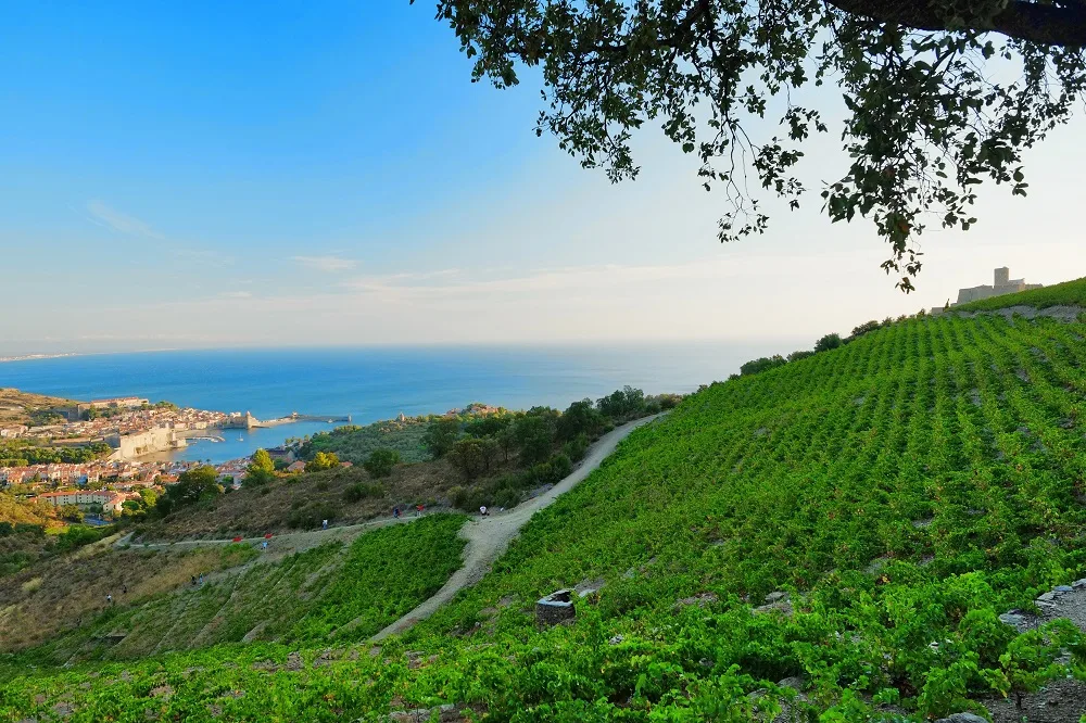 randonnée-vigneronne-collioure