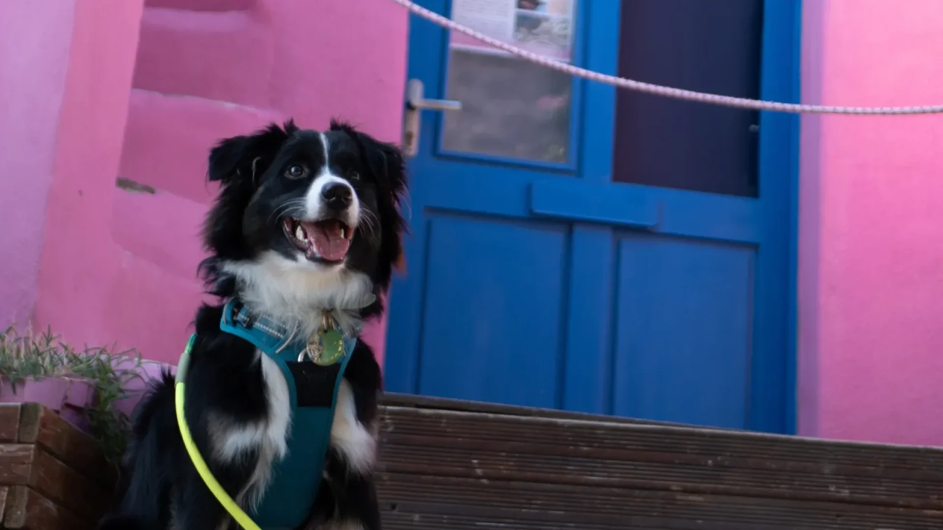 venir-avec-son-chien-a-collioure-