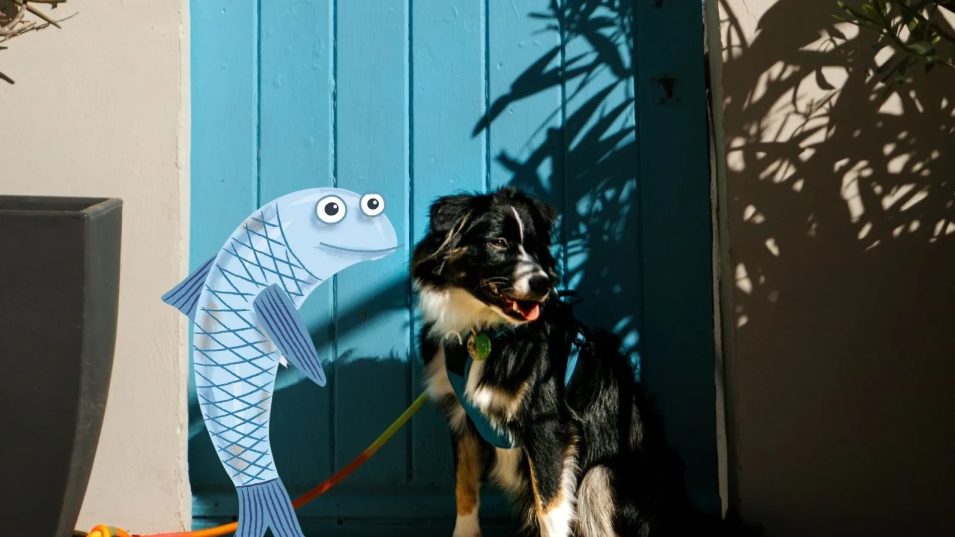 venir-a-collioure-avec-un-chien